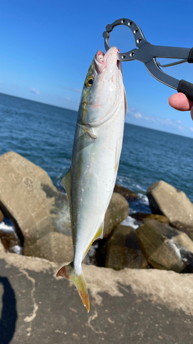 イナダの釣果