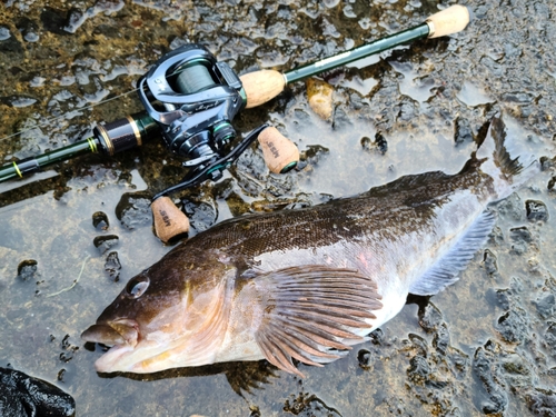 アイナメの釣果