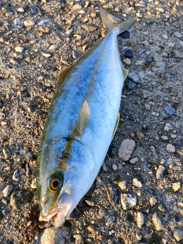 ヒラマサの釣果