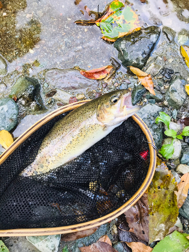 ニジマスの釣果