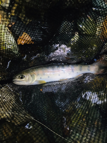 ヤマメの釣果