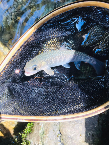 イワナの釣果