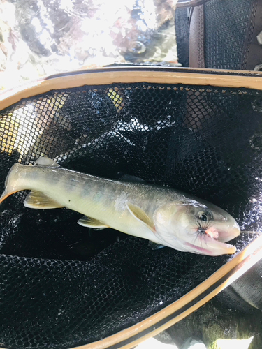 イワナの釣果