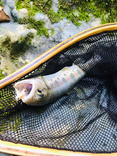 ヤマメの釣果