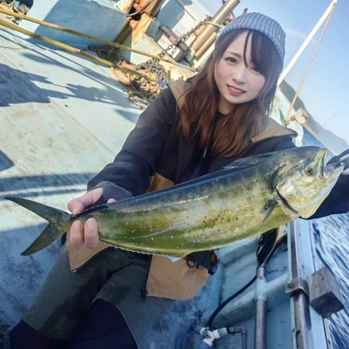 シイラの釣果