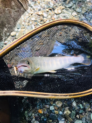 イワナの釣果