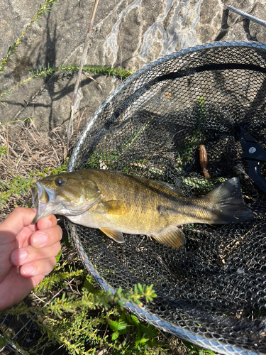 スモールマウスバスの釣果