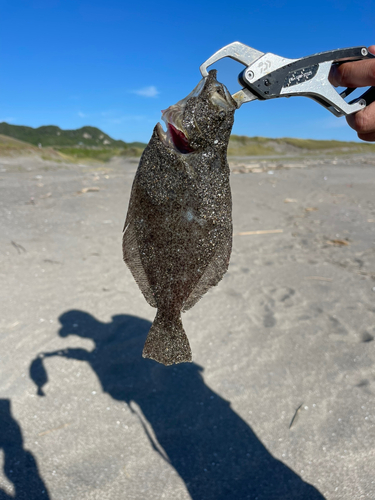 ソゲの釣果