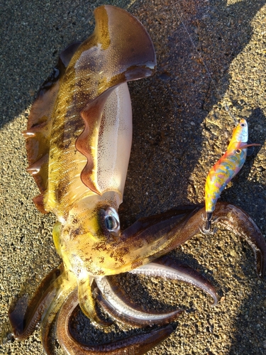 アオリイカの釣果