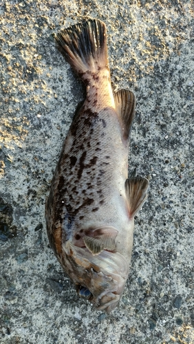 ソイの釣果