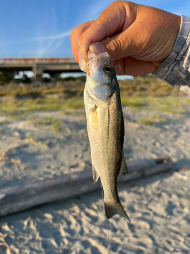 セイゴ（タイリクスズキ）の釣果