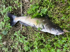 アメリカナマズの釣果