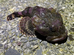 カジカの釣果