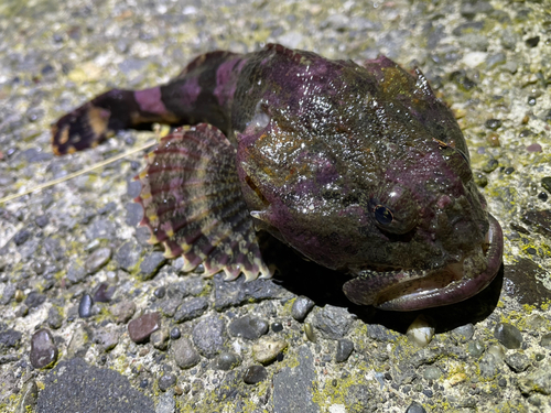 カジカの釣果