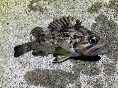 クロソイの釣果