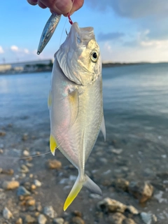 ガーラの釣果