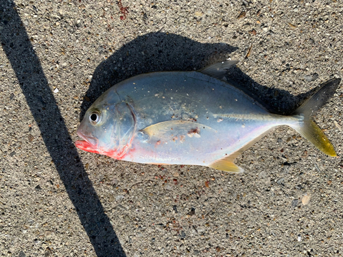 メッキの釣果