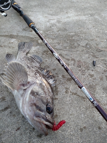 クロソイの釣果