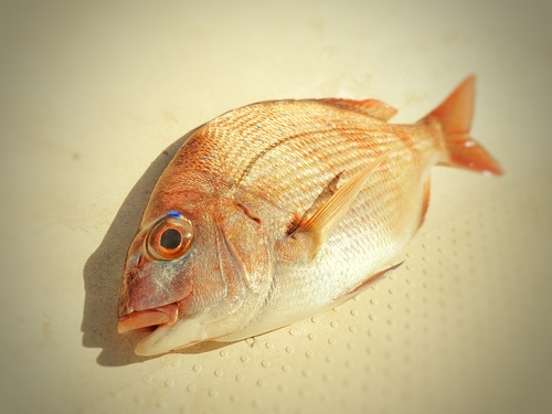 マダイの釣果