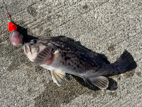 クロソイの釣果