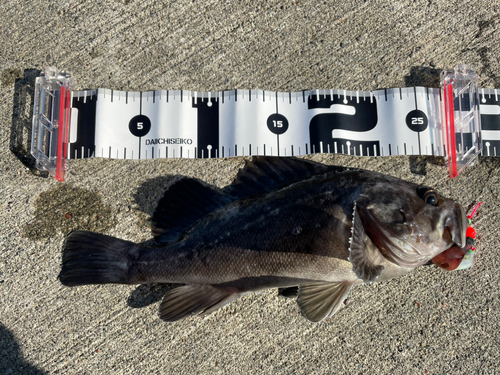 クロソイの釣果