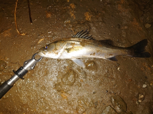 スズキの釣果