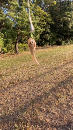 ハゼの釣果