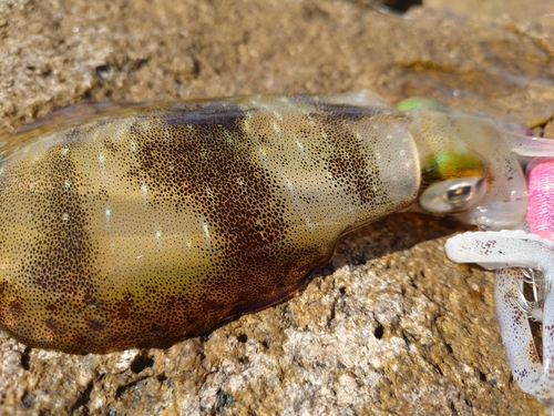 アオリイカの釣果