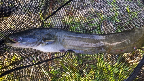 ナマズの釣果