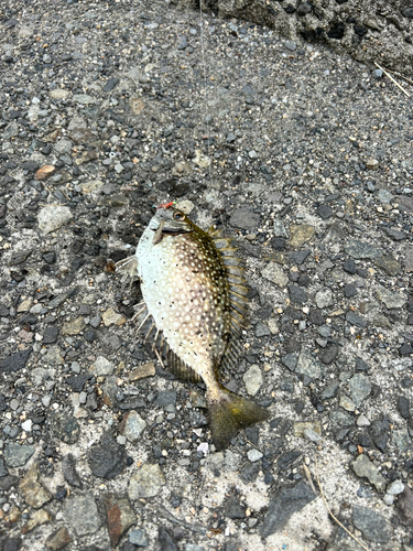 アイゴの釣果