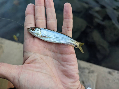 タモロコの釣果