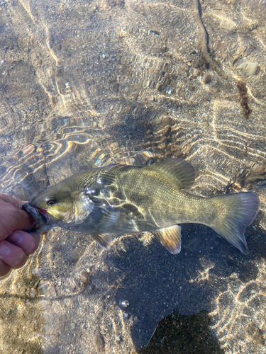 スモールマウスバスの釣果