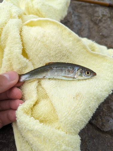 タモロコの釣果