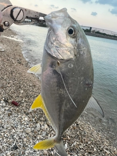 ガーラの釣果