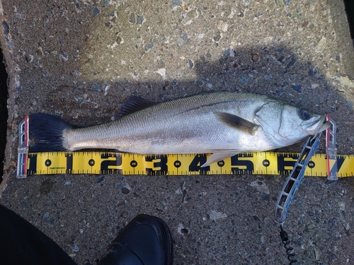 シーバスの釣果