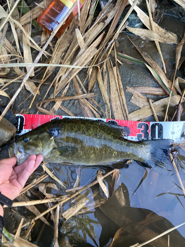 スモールマウスバスの釣果