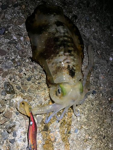 アオリイカの釣果