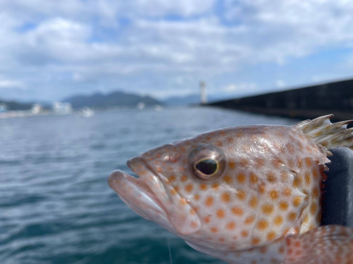 Ihka Genda（良以下源田）さんの釣果 3枚目の画像