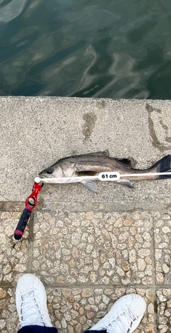 シーバスの釣果