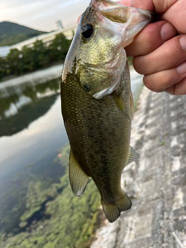 ラージマウスバスの釣果