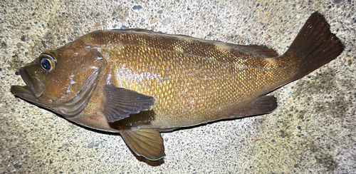 エゾメバルの釣果