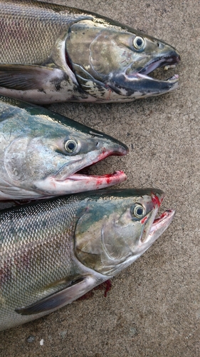 アキアジの釣果