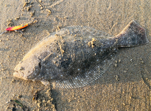 ヒラメの釣果