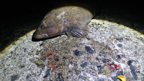 アブラコの釣果