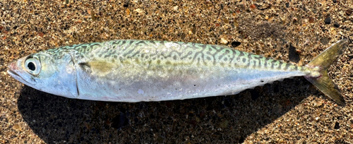 マサバの釣果