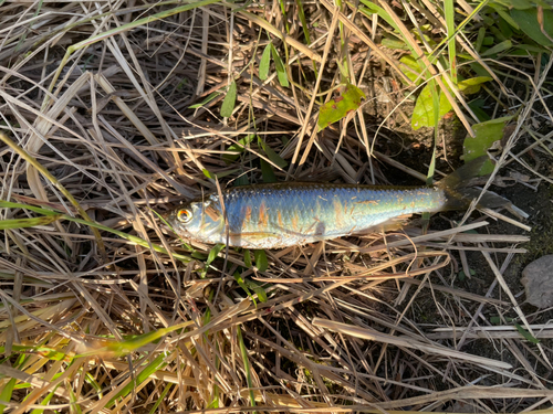 オイカワの釣果