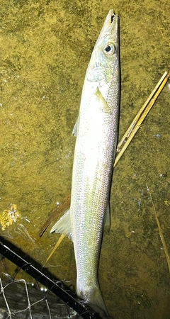 カマスの釣果