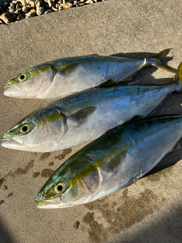 フクラギの釣果