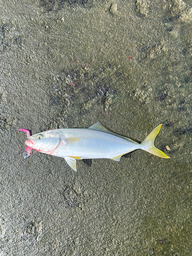 ワカシの釣果