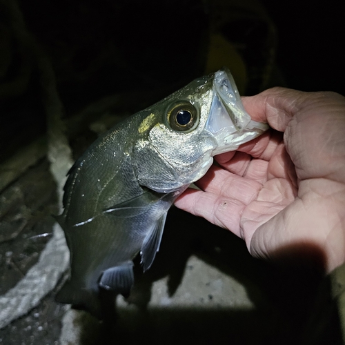 マルスズキの釣果